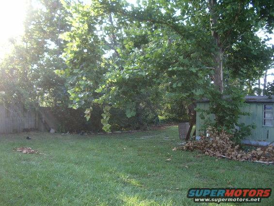 Backyard with green shed, wooden fence, and trees