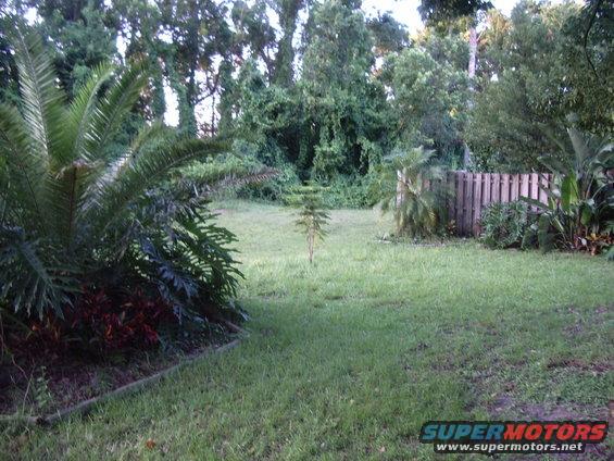 Backyard with palm trees, grass, and a wooden fence. Supermotors.net logo in corner
