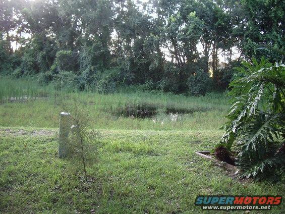 Grassy yard with a small pond and trees in the background
