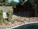 1994 Ford Bronco - A backyard scene a pool edge, rocks, and a wooden fence with some greenery.