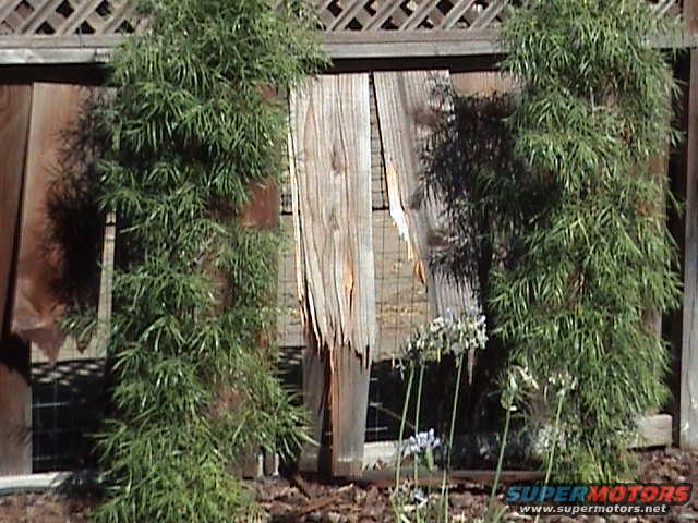 bamboo plants in front of a damaged wooden fence with a lattice top