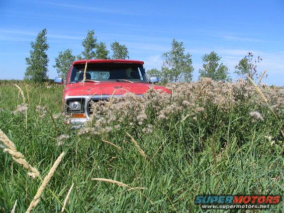 1978 Ford Bronco partially obscured by tall weeds and grass under a blue sky