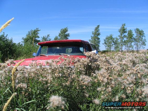 cotton-plant-4.jpg is much easier to drive through than walk through lol