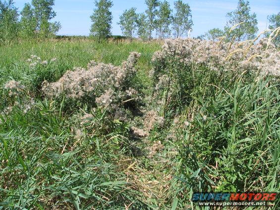 overgrown field with tall grass, weeds, and trees under a blue sky. Watermark says SUPER MOTORS