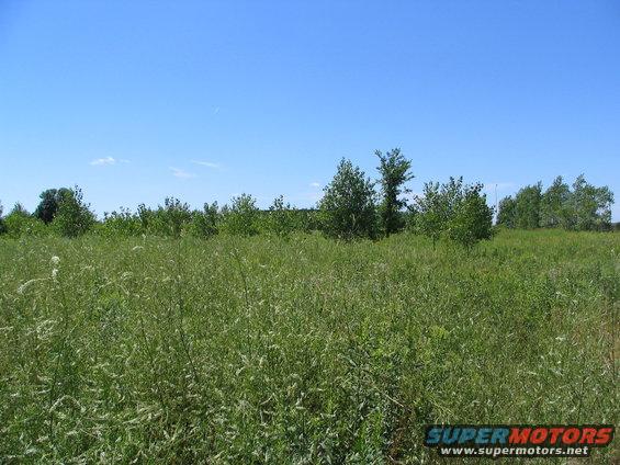 Grassy field with scattered trees under a clear blue sky, Supermotors logo in lower right