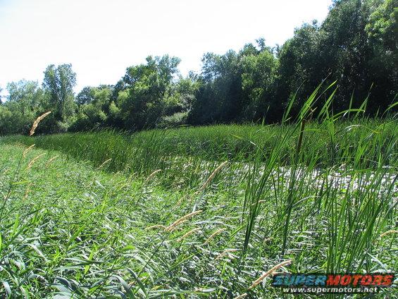 Marshland with tall green reeds and cattails, trees in the background under a bright sky. Supermotors.net logo in lower right