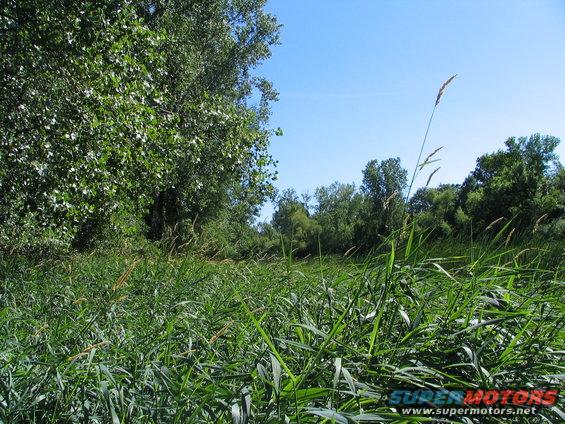 tall grass and trees under a blue sky