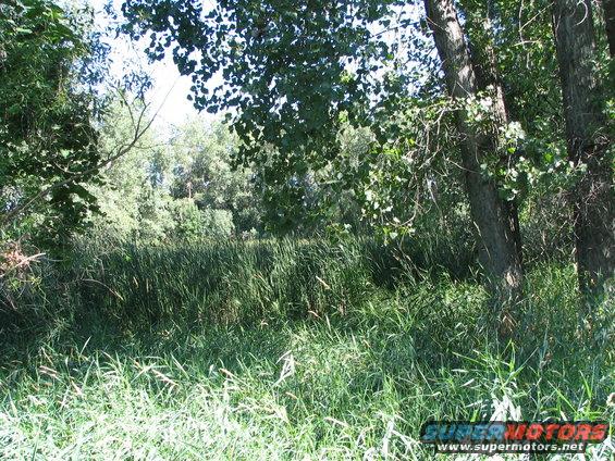 Marsh scene with trees and tall grass. Watermark reads www.supermotors.net