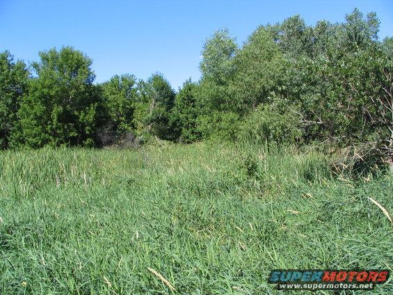 Grassy marshland with dense trees under a clear blue sky
