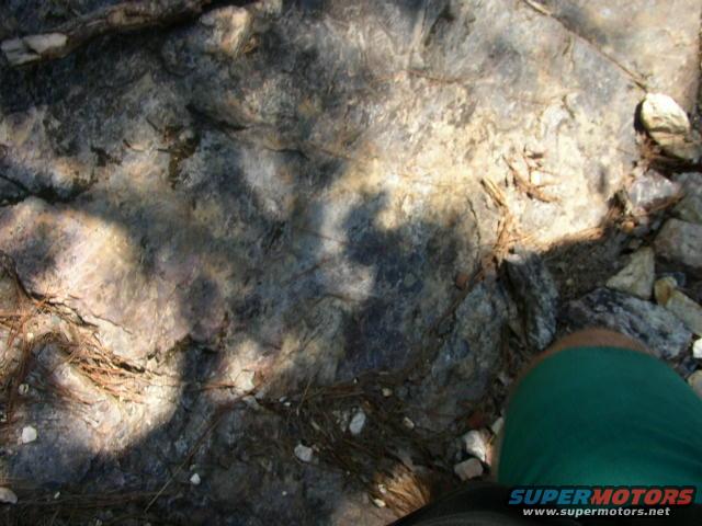 Green leg and rocky ground with pine needles
