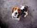 2000 Ford Taurus - A Basset Hound dog with long ears looks up from a carpeted surface.