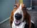 2000 Ford Taurus - A Basset Hound dog looks directly at the camera with a comical expression.