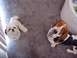 2000 Ford Taurus - A shih tzu and a basset hound look up from a carpeted floor, with a website URL visible in the corner.