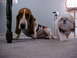 2000 Ford Taurus - Two dogs are on a carpeted floor near a table leg and a chair.