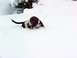 2000 Ford Taurus - A Basset hound dog plays in deep snow, with only its head and tail visible.