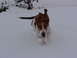 2000 Ford Taurus - A dog runs through a snowy field, kicking up snow as it goes.