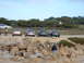 1995 Ford Taurus - Several sedans are parked on a dirt lot overlooking a rocky beach area.