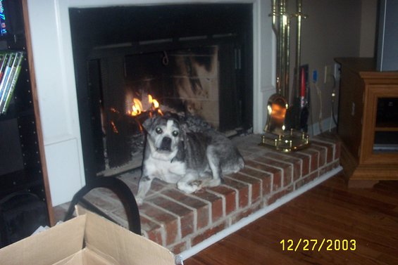 Dog sitting on a brick hearth in front of a fireplace with a fire burning