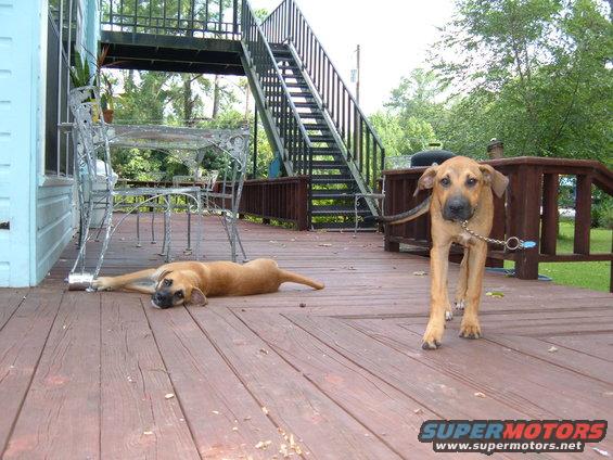 Two dogs on a wooden deck, one lying down, the other standing and looking at the camera. An outdoor staircase is in the background