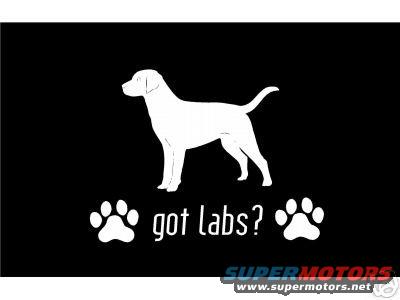 c1_1_b.jpg Got Chocolate Lab?