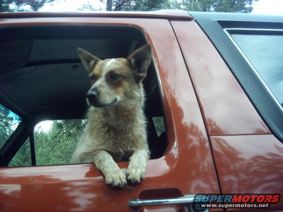Clint (84x4Bronco) and I found this dog 15 miles into the woods, we scooped her up, named her Shelby, and took her home. She even jumps into his truck! Best dog ever