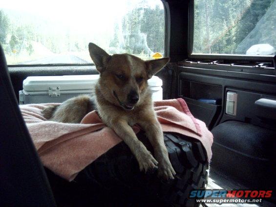 dog resting on spare tire inside vehicle