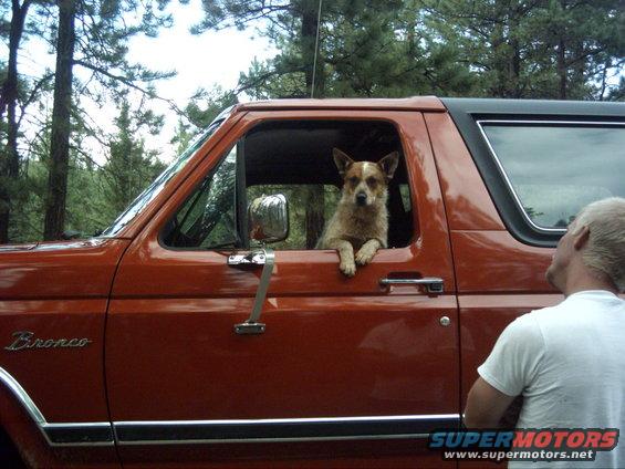Orange 1988 Ford Bronco side view with a dog in the driver's seat and a man looking at it