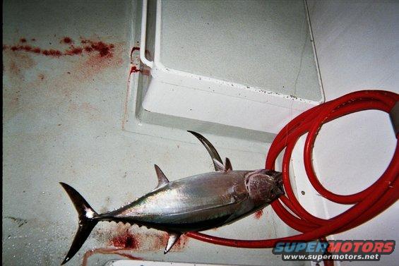 Tuna fish hanging with blood splatters on a white wall, red hose coiled nearby. Supermotors.net logo visible