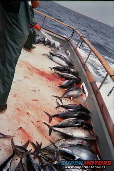 Caught tuna lined up on a bloody deck of a fishing boat
