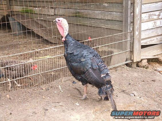 Thomas (lurky) turkey