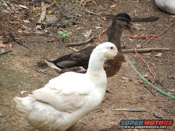 White duck in foreground, brown duck behind it. Ground is dirt with some debris