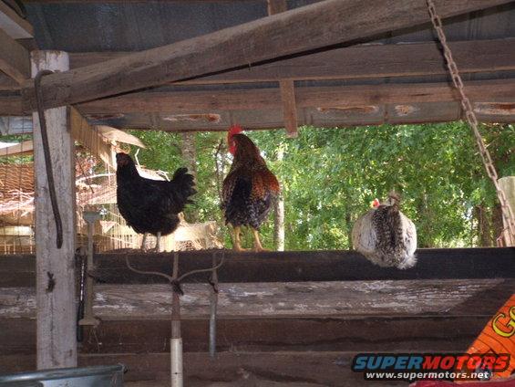 dig-pics-398.jpg Here Chick chk