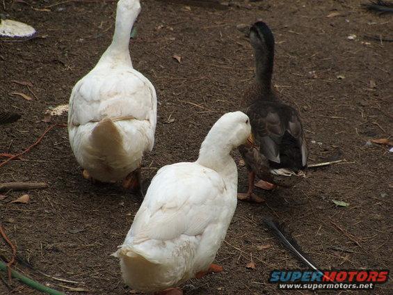 Quack,quak&kwak