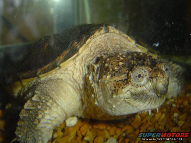Snapping turtle with textured shell and distinctive beak-like mouth, resting on gravel