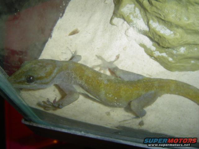 Gecko with yellow and gray markings in a sandy terrarium with a rock formation