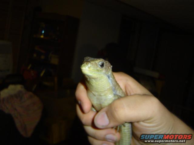 Lizard held in hand, close-up on head. Background is dark and out of focus