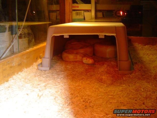 Snake resting under a plastic hide in a wood-lined enclosure with wood shavings