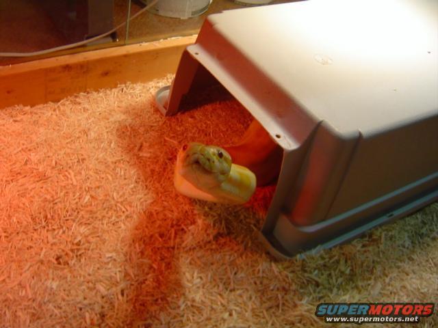 Snake head peeking out of a plastic hide in a terrarium with wood shavings