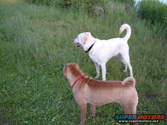 Two dogs, one white and one tan, stand in a grassy field. Watermark reads SUPERMOTORS