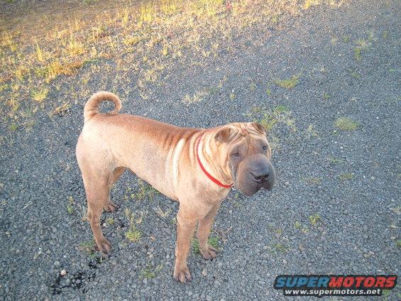 tan dog with red collar standing on gravel