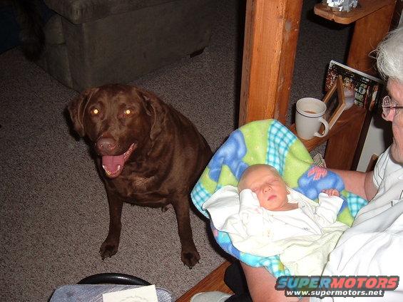 Brown dog sits next to a baby sleeping in a blanket held by an adult
