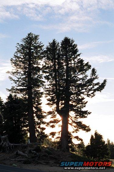 Silhouette of tall pine trees against a bright sky with sunbeams
