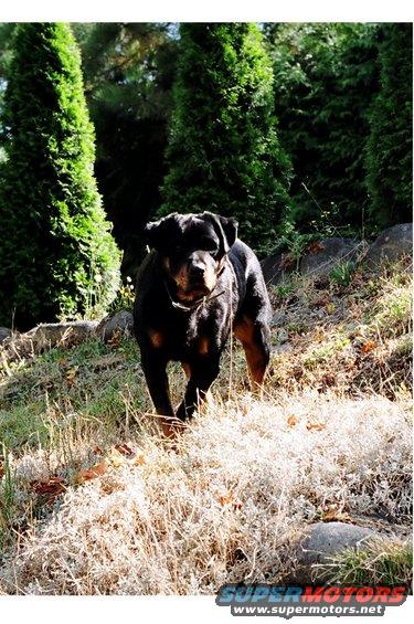 Rottweiler dog standing on a grassy slope with trees in the background