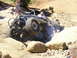 1989 Ford Bronco - Custom off-road buggy navigates a rocky trail, kicking up dust.