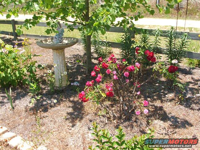 Garden with birdbath, roses, and wooden fence