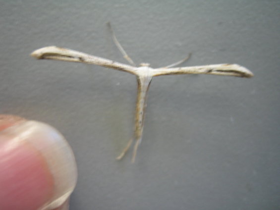 img_0315.jpg Look How small it is.