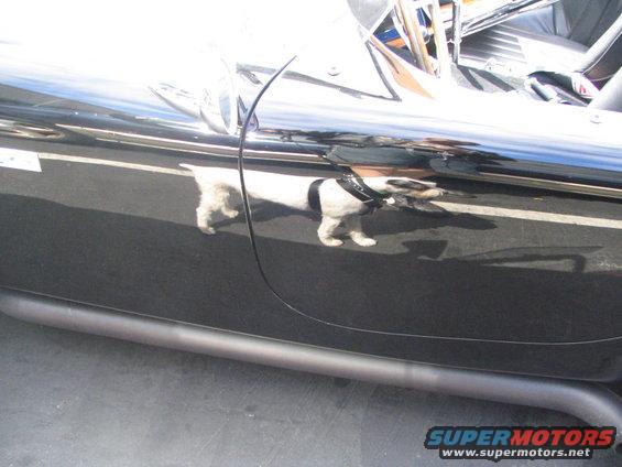 Reflection of a dog on the side of a black car