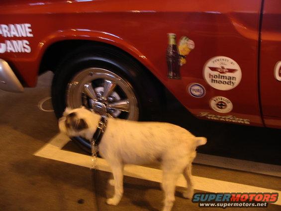 Dog with a chain collar stands next to the rear wheel of a red car with various stickers on its side