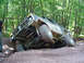 1979 Ford Bronco - This 1979 Ford Bronco is stuck in a ditch while off-roading through a wooded area.
