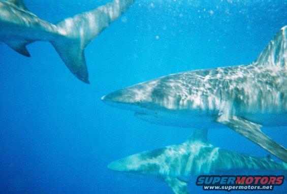 I went swimming with these guys
